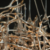 LF_10067_1500_SG