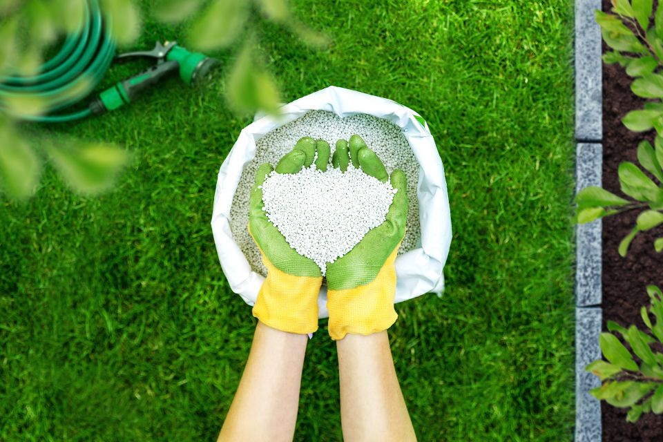 Виды газонных трав